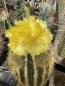 Preview: Eriocactus warasii
